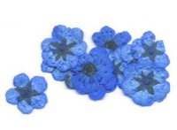 Сухоцветы пятилистник в банке(синий)