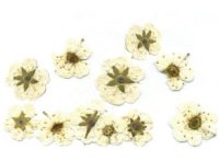 Сухоцветы пятилистник в банке(белый)