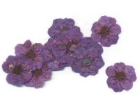 Сухоцветы пятилистник в банке(фиолетовый)