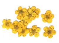 Сухоцветы пятилистник в банке(темно-желтый)