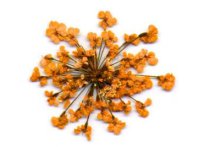 Сухоцветы салют в банке(оранжевый)