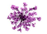 Сухоцветы салют в банке(фиолетовый)